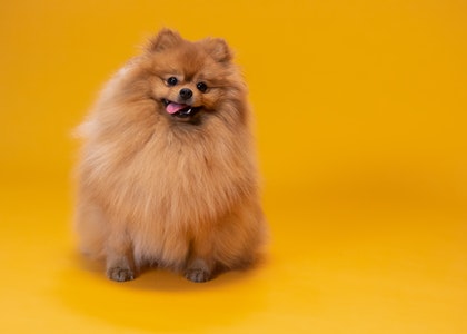 Pomeranian