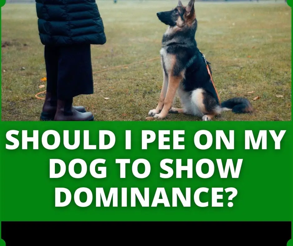 should i pee on my dog to show dominance