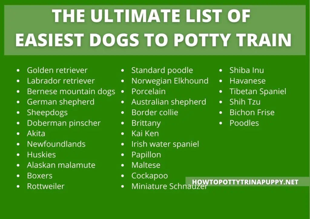 Easiest dogs to potty train