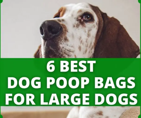 5 Ways To Dispose Of Large Amounts Of Dog Poop? (Without Smell)