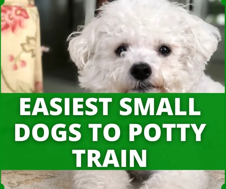 easiest small dogs to potty train