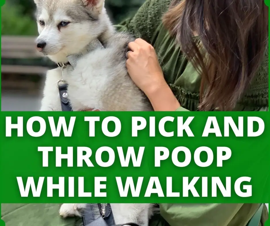 how to pick up and throw dog poop while walking
