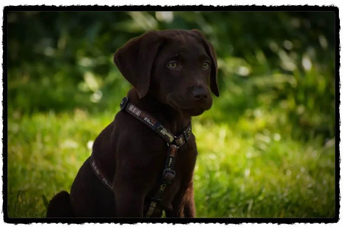 What You Should Know About Potty Training Lab puppies!