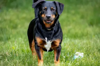 rottweiler - easiest dogs to potty train