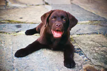labrador retriever - easiest dogs to potty train