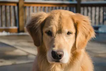 golden retriever - easiest dogs to potty train