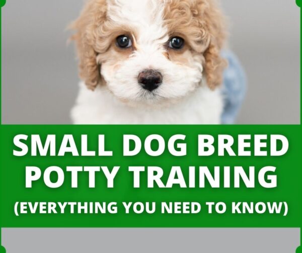 Are Pugs Hard To Potty Train? (8 Reasons & Solution)