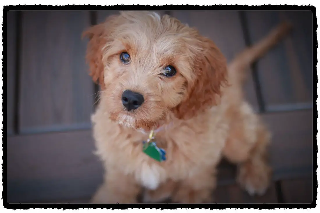 How To Potty Train A Blind Dog or Puppy? Guide)