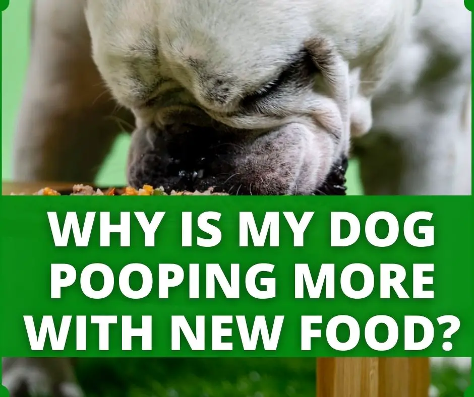 dog pooping more with new food