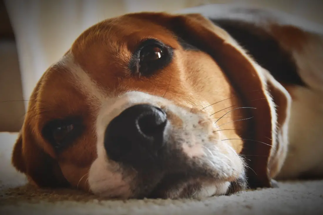 The Reality Of Potty Training A Beagle