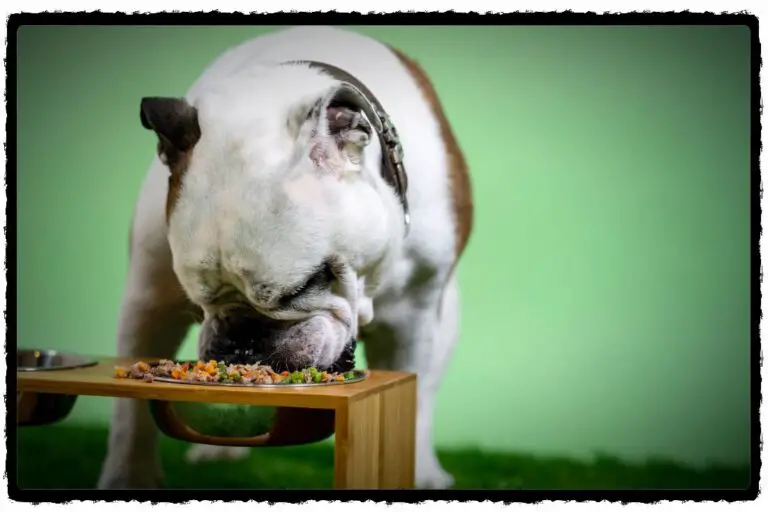 Is It Illegal To Put Dog Poop In The Garbage? (With Reference)