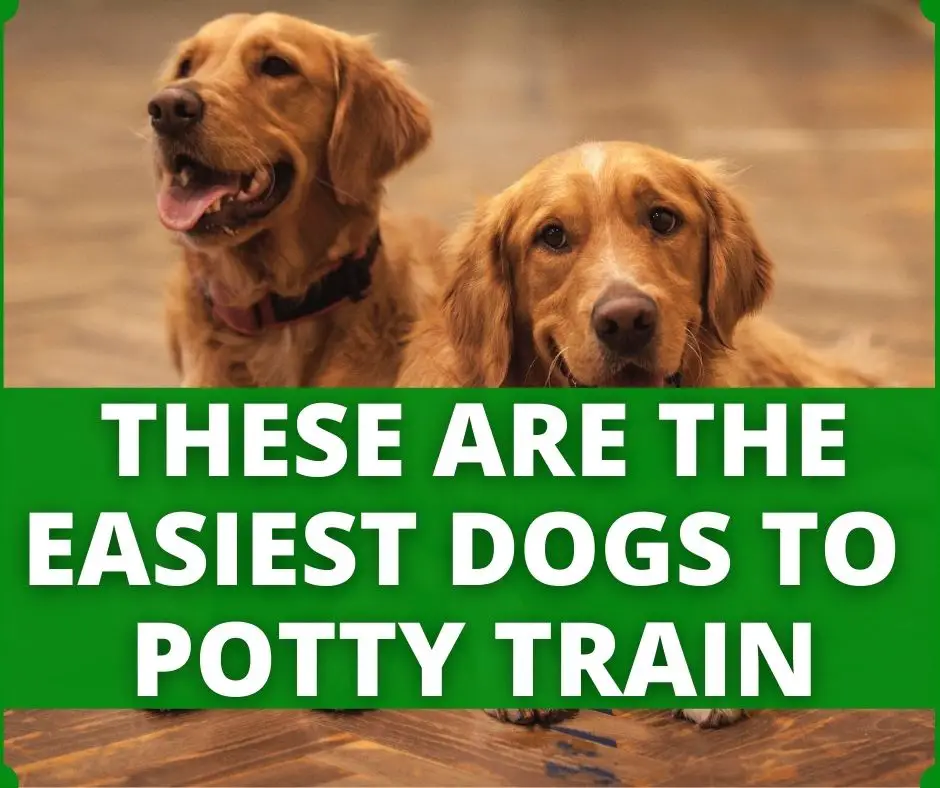 easiest dogs to potty train