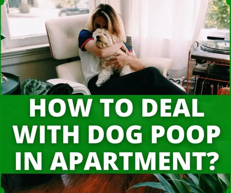 How To Potty Train A Puppy On Pads? Everything You Need To Know