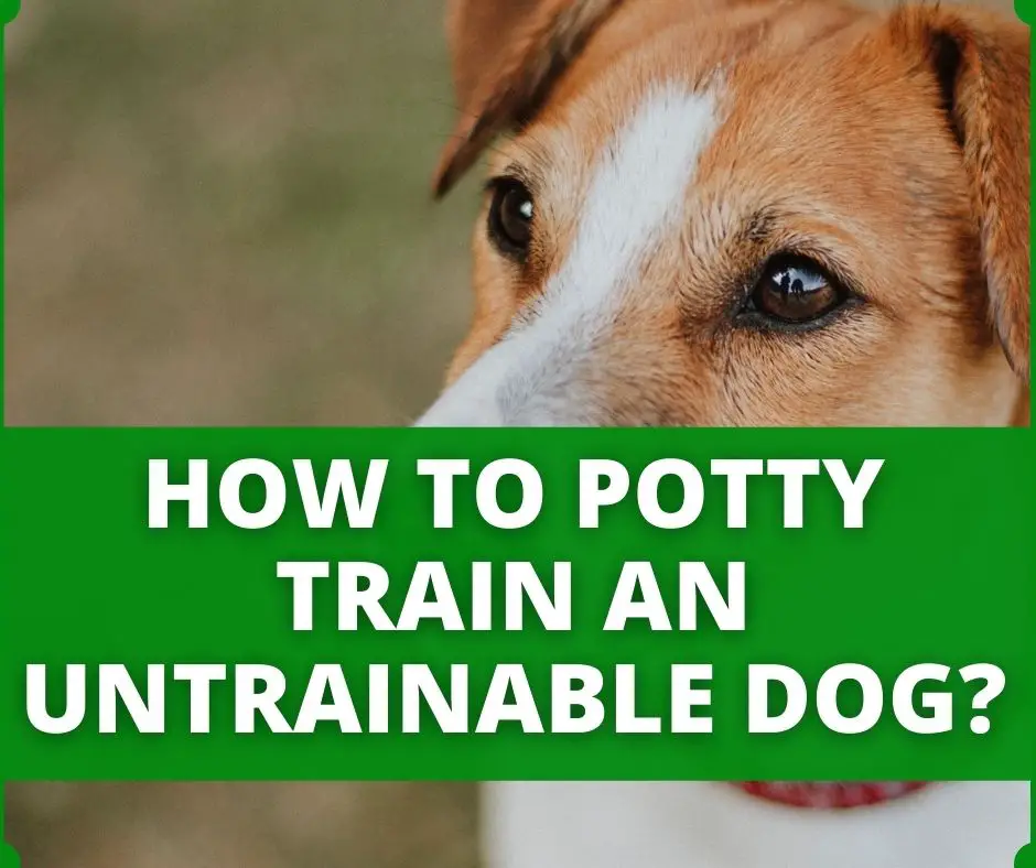 how to potty train an untrainable dog