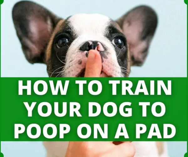 10 Tips For Puppy Pee Pad Training (To Save You From Problems)