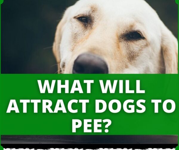 What Neutralizes Dog Urine? (The Ultimate Answer)