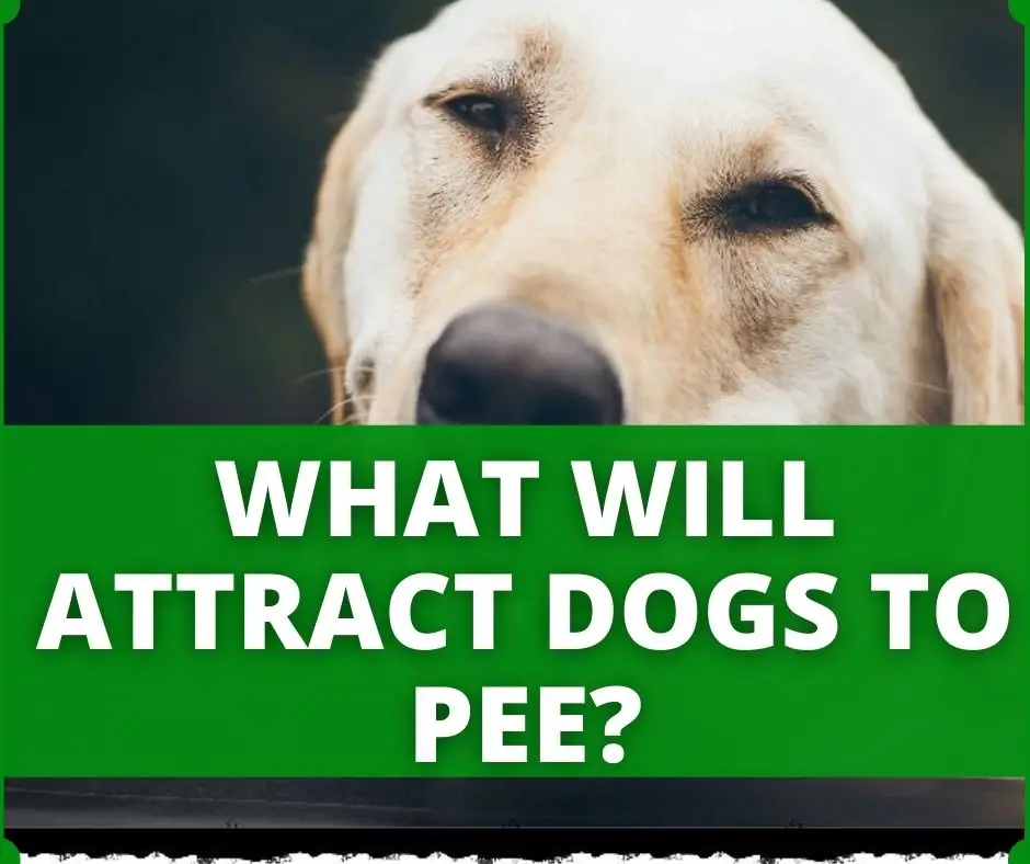 what attracts dogs to pee