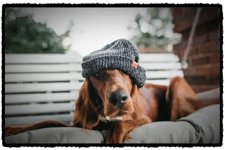 8 Things You Should Know When Taking A Puppy Outside To Pee!