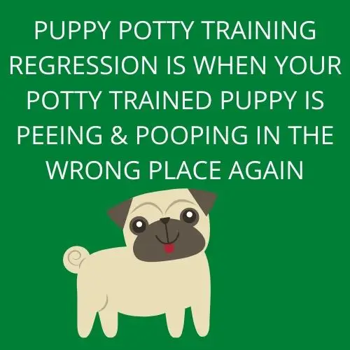 puppy potty training regression