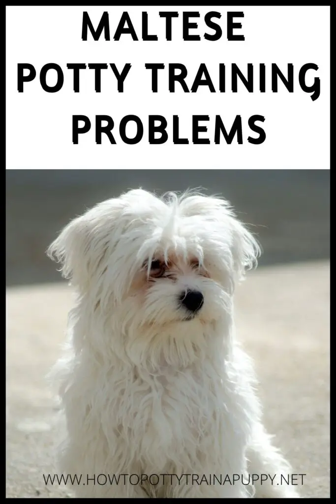 Maltese potty training problems
