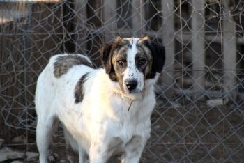 puppy mill dog standing
