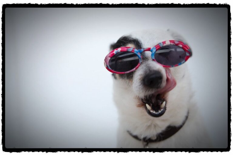 8 Things You Should Know When Taking A Puppy Outside To Pee!