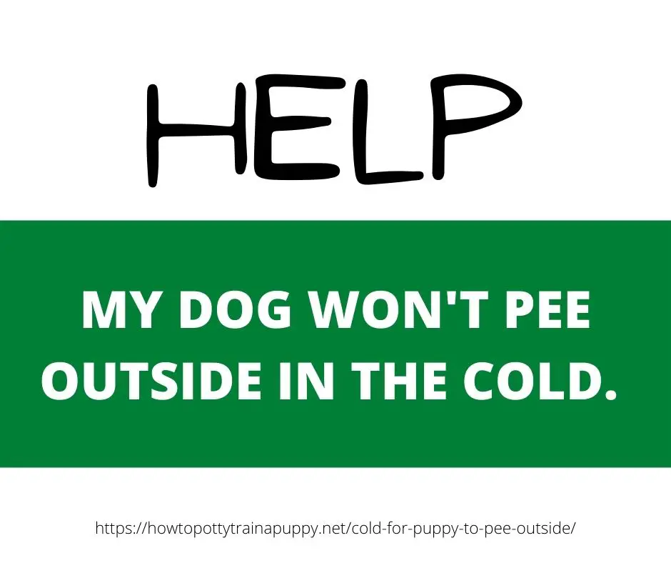 My dog won't pee outside in the cold. 