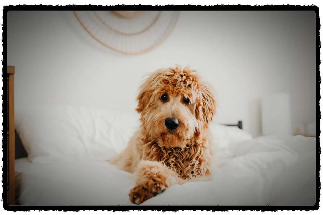 Are Goldendoodles Easy To Potty Train? (What You Should Know)