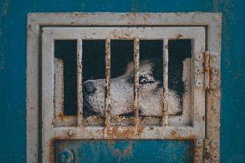 puppy mill dog stuck in cage