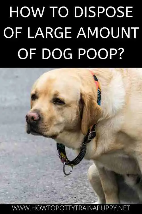 HOW TO DISPOSE OF LARGE AMOUNT OF DOG POOP?