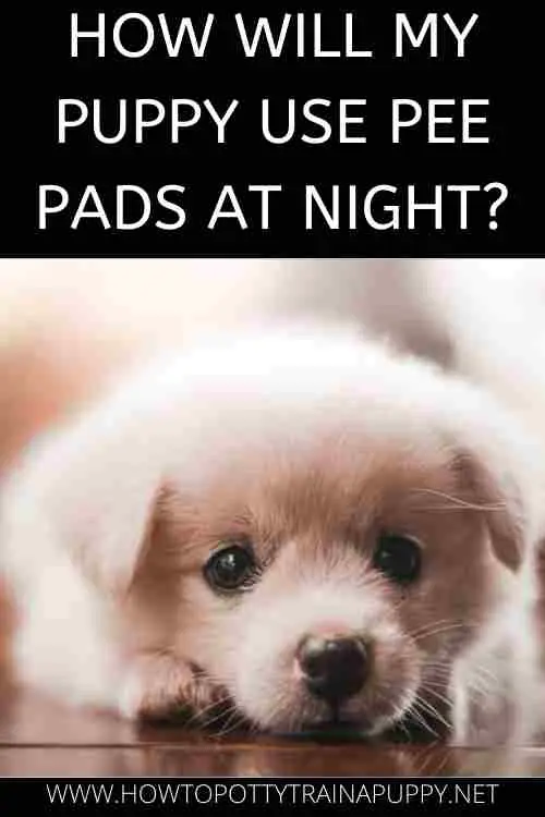 HOW WILL MY PUPPY USE PEE PADS AT NIGHT?