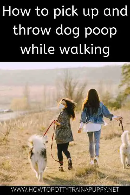 How to pick up and throw dog poop while walking