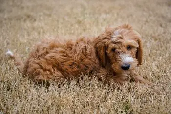 are goldendoodles easy to potty train