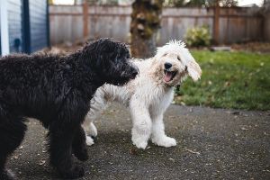 goldendoodle potty training