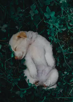 small dog laying