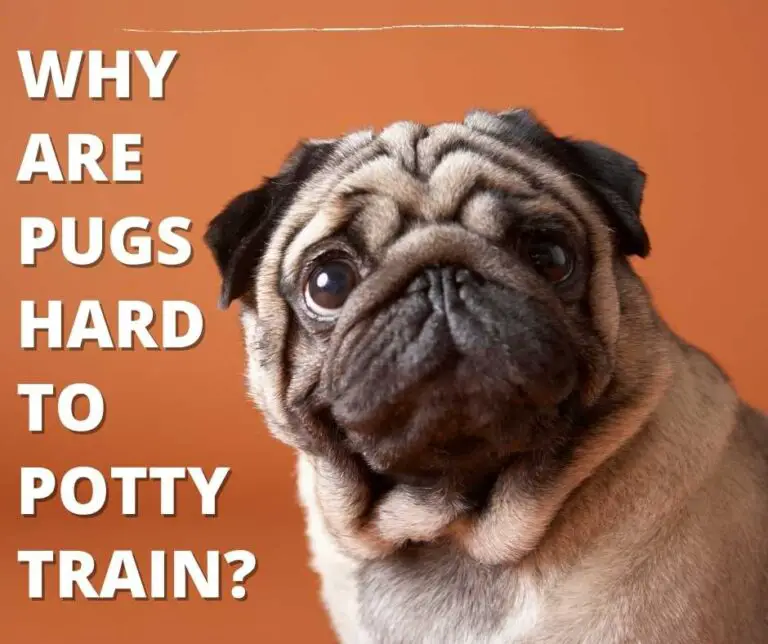 Are Pugs Hard To Potty Train? (8 Reasons & Solution)