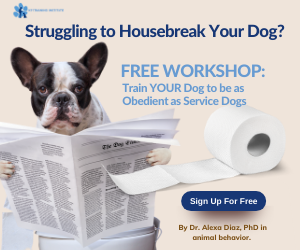 can a 1 year old dog be housetrained