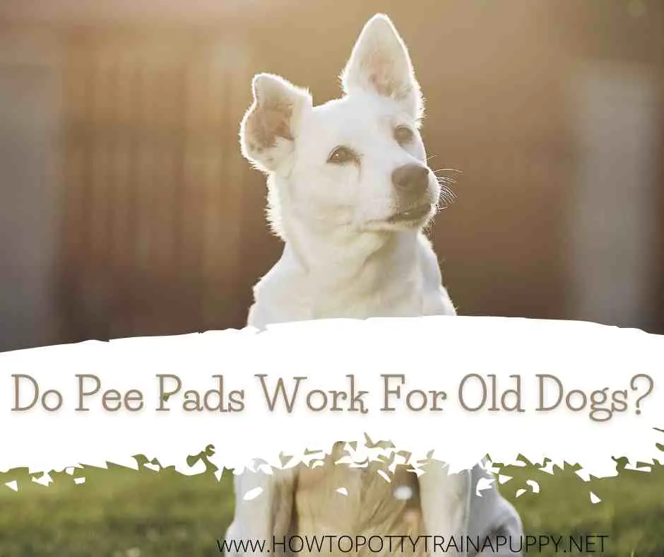 do pee pads work for older dogs