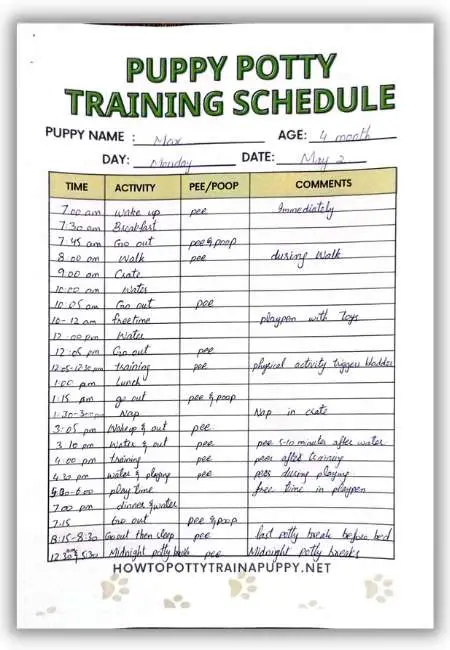puppy potty training schedule filled