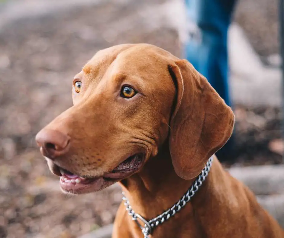 vizsla
