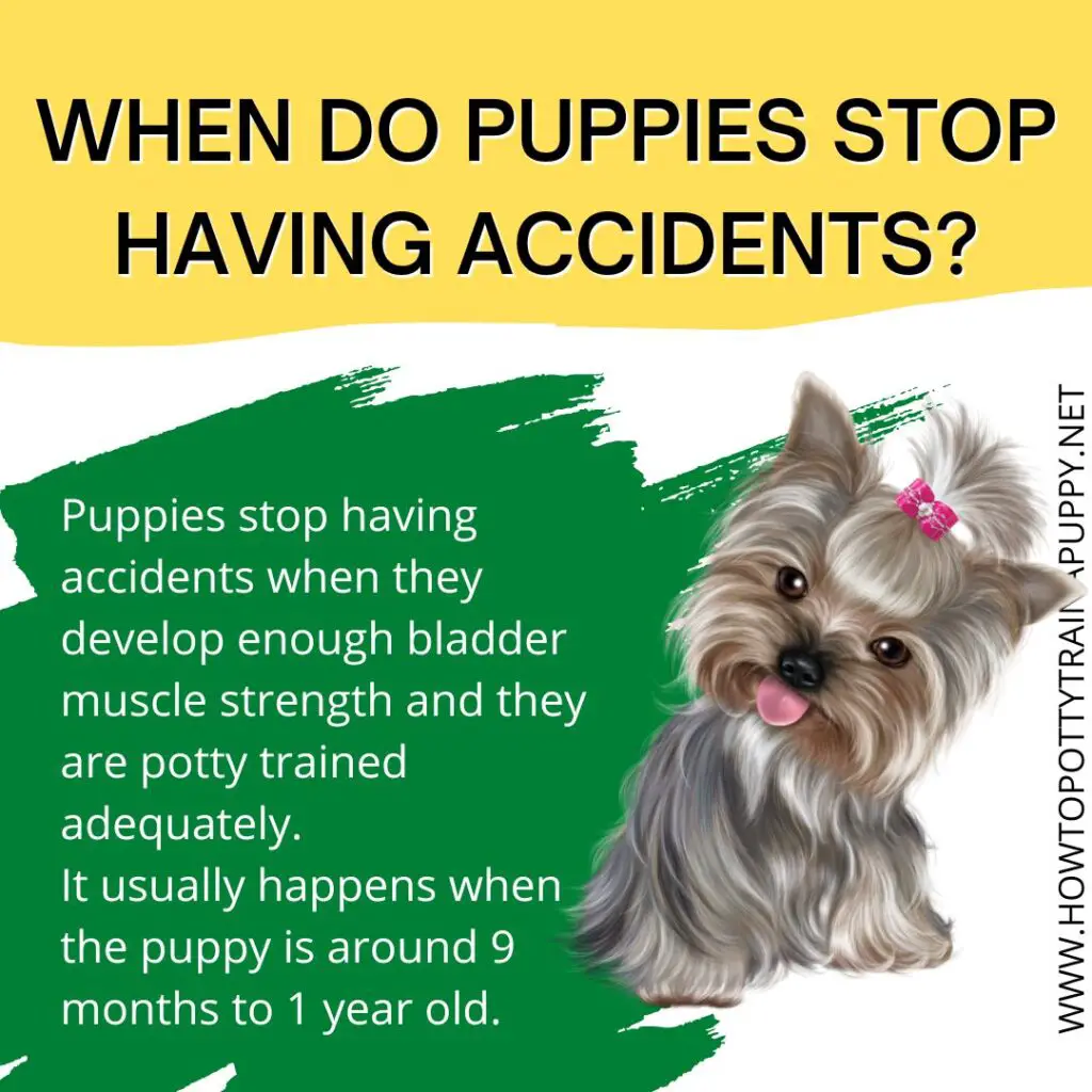 when do puppies stop having accidents?