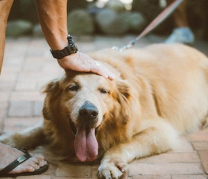 man loving a dog