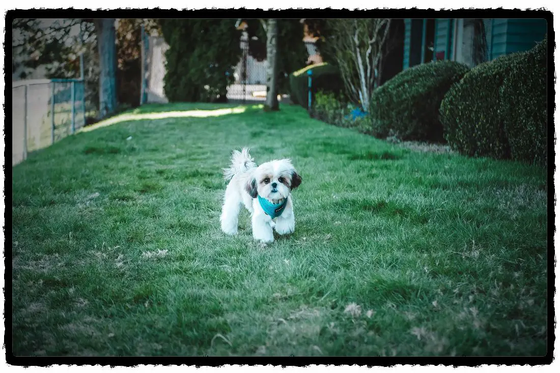 What If Your Puppy Won't Pee Outside? (Get The Job Done)