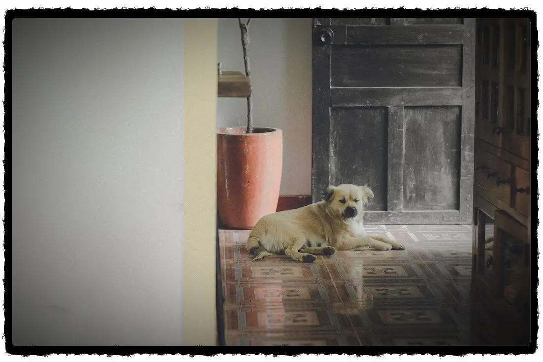 Is A Dog Not House Trained At 1 Year Old? (What To Do Now)