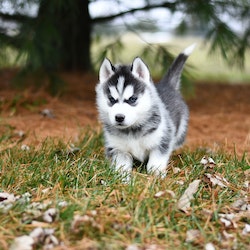 puppy peeing