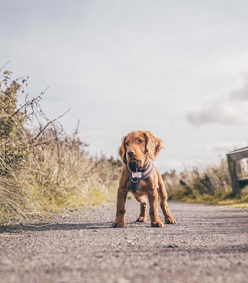 16 week puppy standing